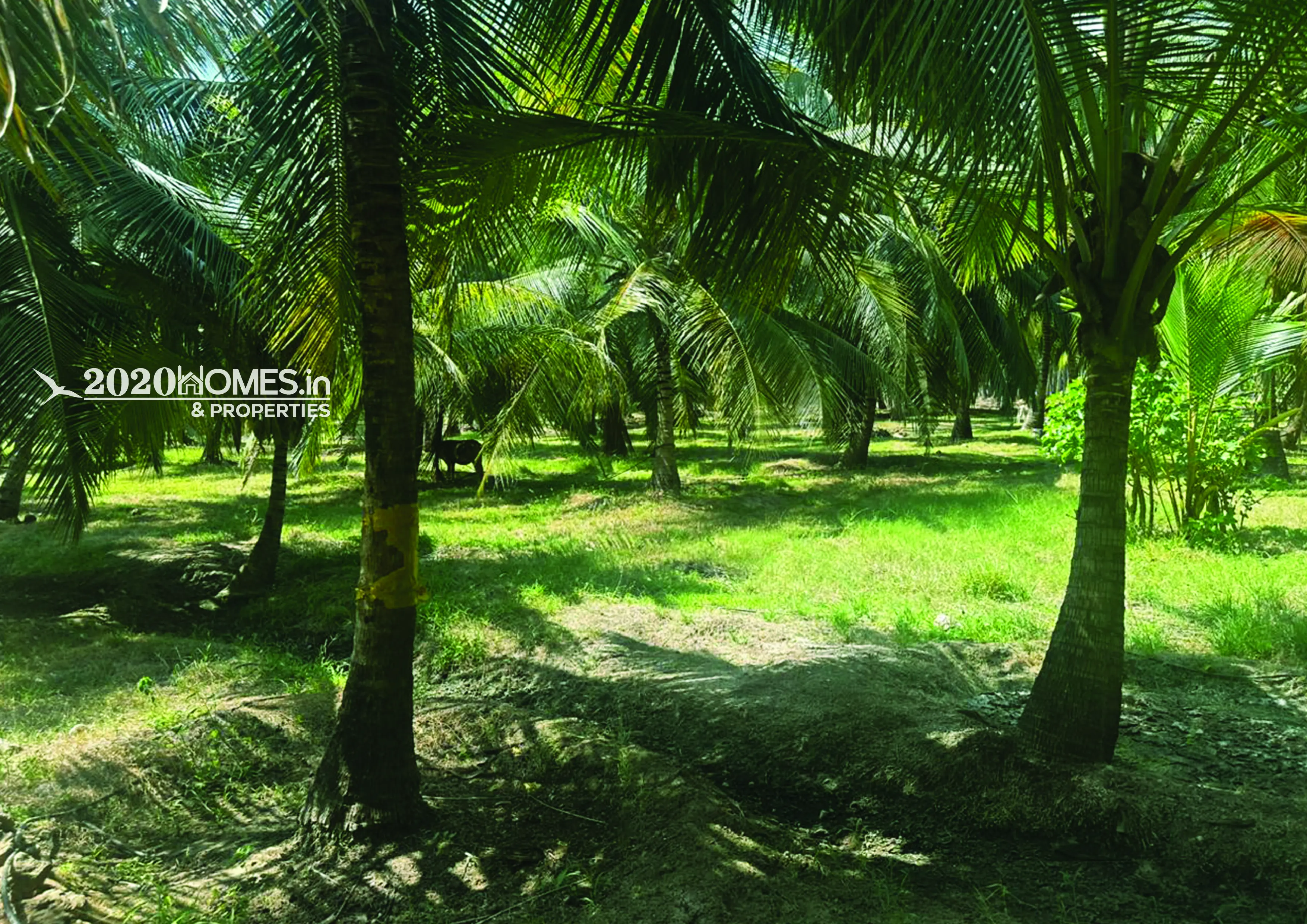 Pollachi  Duraiyur Farm